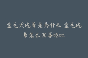 金毛犬吃草是为什么 金毛吃草怎么回事呕吐