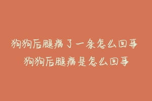 狗狗后腿瘸了一条怎么回事 狗狗后腿瘸是怎么回事