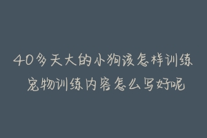 40多天大的小狗该怎样训练 宠物训练内容怎么写好呢