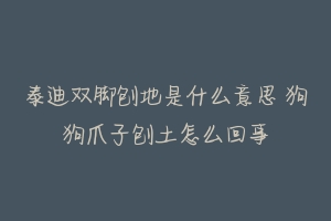 泰迪双脚刨地是什么意思 狗狗爪子刨土怎么回事