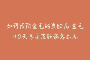 如何预防金毛的皮肤病 金毛40天耳朵皮肤病怎么办