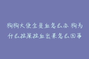 狗狗大便全是血怎么办 狗为什么拉屎拉血出来怎么回事