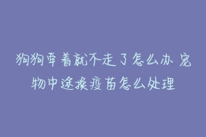 狗狗牵着就不走了怎么办 宠物中途换疫苗怎么处理