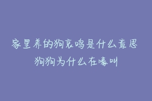 家里养的狗哀鸣是什么意思 狗狗为什么在嚎叫