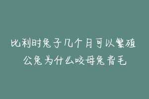 比利时兔子几个月可以繁殖 公兔为什么咬母兔背毛