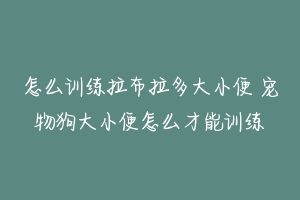 怎么训练拉布拉多大小便 宠物狗大小便怎么才能训练