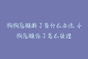 狗狗后腿断了有什么办法 小狗后腿伤了怎么处理