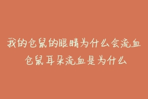 我的仓鼠的眼睛为什么会流血 仓鼠耳朵流血是为什么