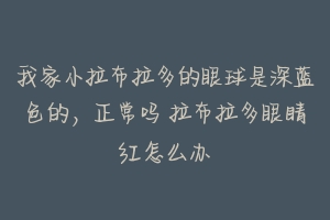 我家小拉布拉多的眼球是深蓝色的，正常吗 拉布拉多眼睛红怎么办