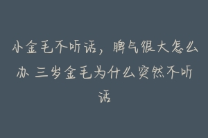 小金毛不听话，脾气很大怎么办 三岁金毛为什么突然不听话