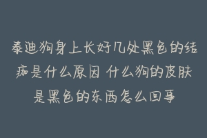 泰迪狗身上长好几处黑色的结痂是什么原因 什么狗的皮肤是黑色的东西怎么回事