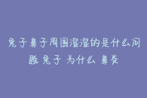 兔子鼻子周围湿湿的是什么问题 兔子 为什么 鼻炎