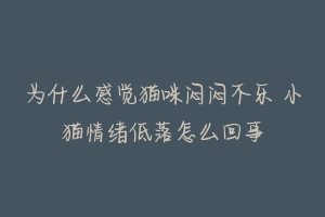 为什么感觉猫咪闷闷不乐 小猫情绪低落怎么回事