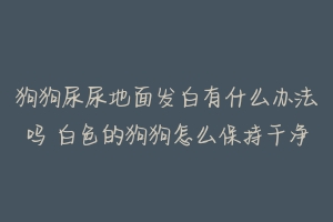 狗狗尿尿地面发白有什么办法吗 白色的狗狗怎么保持干净