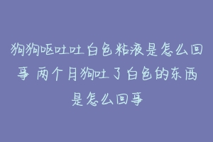 狗狗呕吐吐白色粘液是怎么回事 两个月狗吐了白色的东西是怎么回事