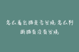 怎么看出猫是否发烧 怎么判断猫有没有发烧