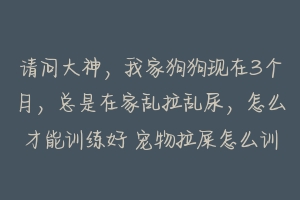 请问大神，我家狗狗现在3个月，总是在家乱拉乱尿，怎么才能训练好 宠物拉屎怎么训练的好些