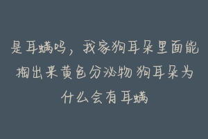 是耳螨吗，我家狗耳朵里面能掏出来黄色分泌物 狗耳朵为什么会有耳螨