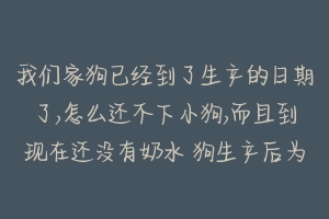 我们家狗已经到了生产的日期了,怎么还不下小狗,而且到现在还没有奶水 狗生产后为什么没有奶水