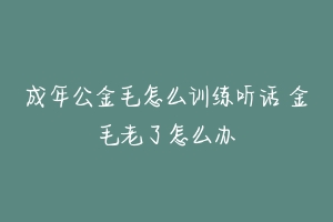 成年公金毛怎么训练听话 金毛老了怎么办