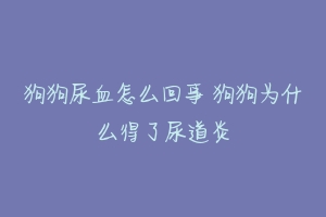 狗狗尿血怎么回事 狗狗为什么得了尿道炎