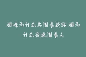 猫咪为什么总围着我转 猫为什么夜晚围着人