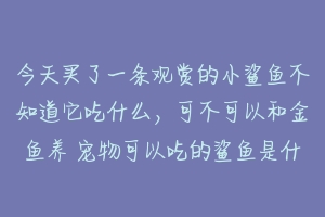 今天买了一条观赏的小鲨鱼不知道它吃什么，可不可以和金鱼养 宠物可以吃的鲨鱼是什么品种