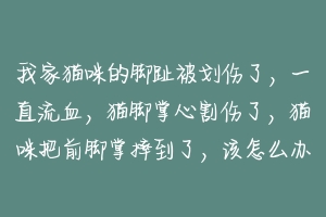 我家猫咪的脚趾被划伤了，一直流血，猫脚掌心割伤了，猫咪把前脚掌摔到了，该怎么办才好 小猫脚流血了怎么办