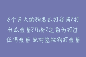 6个月大的狗怎么打疫苗?打什么疫苗?几针?之前为打过任何疫苗 农村宠物狗打疫苗怎么打