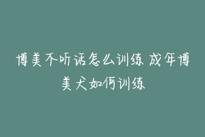 博美不听话怎么训练 成年博美犬如何训练