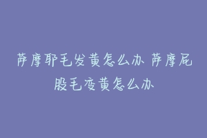 萨摩耶毛发黄怎么办 萨摩屁股毛变黄怎么办