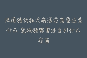 使用猪伪狂犬病活疫苗要注意什么 宠物猪需要注意打什么疫苗