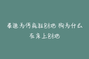 泰迪为何疯狂刨地 狗为什么在床上刨地