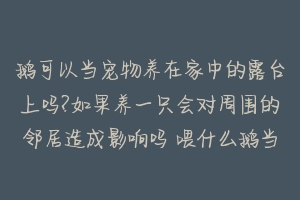 鹅可以当宠物养在家中的露台上吗?如果养一只会对周围的邻居造成影响吗 喂什么鹅当宠物吃的好养活