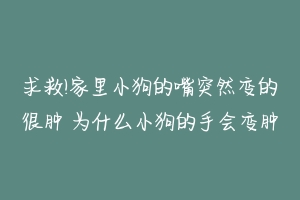 求救!家里小狗的嘴突然变的很肿 为什么小狗的手会变肿