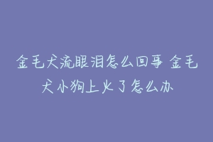 金毛犬流眼泪怎么回事 金毛犬小狗上火了怎么办