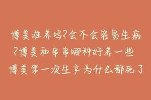 博美难养吗?会不会容易生病?博美和串串哪种好养一些 博美第一次生产为什么都死了