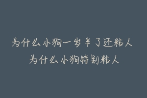 为什么小狗一岁半了还粘人 为什么小狗特别粘人