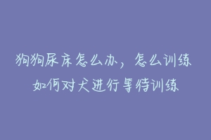 狗狗尿床怎么办，怎么训练 如何对犬进行等待训练