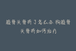 股骨头骨折了怎么办 狗股骨头骨折如何治疗