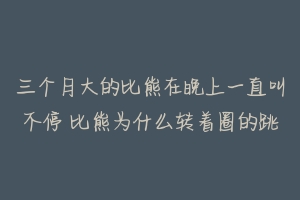 三个月大的比熊在晚上一直叫不停 比熊为什么转着圈的跳