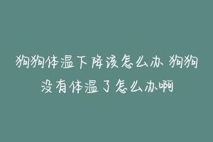 狗狗体温下降该怎么办 狗狗没有体温了怎么办啊