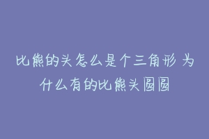 比熊的头怎么是个三角形 为什么有的比熊头圆圆