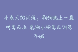 小鹿犬的训练，狗狗晚上一直叫怎么办 宠物小狗怎么训练不喊