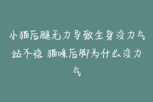 小猫后腿无力导致全身没力气站不稳 猫咪后脚为什么没力气