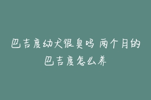 巴吉度幼犬很臭吗 两个月的巴吉度怎么养