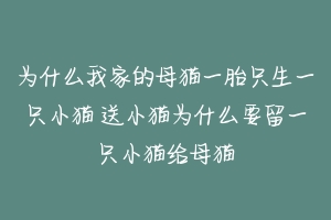 为什么我家的母猫一胎只生一只小猫 送小猫为什么要留一只小猫给母猫