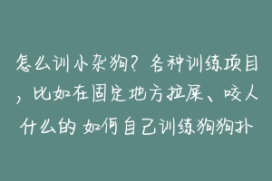 怎么训小杂狗？各种训练项目，比如在固定地方拉屎、咬人什么的 如何自己训练狗狗扑咬