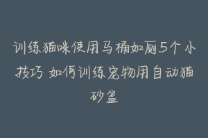 训练猫咪使用马桶如厕5个小技巧 如何训练宠物用自动猫砂盆