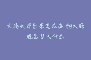 大肠头掉出来怎么办 狗大肠脱出是为什么